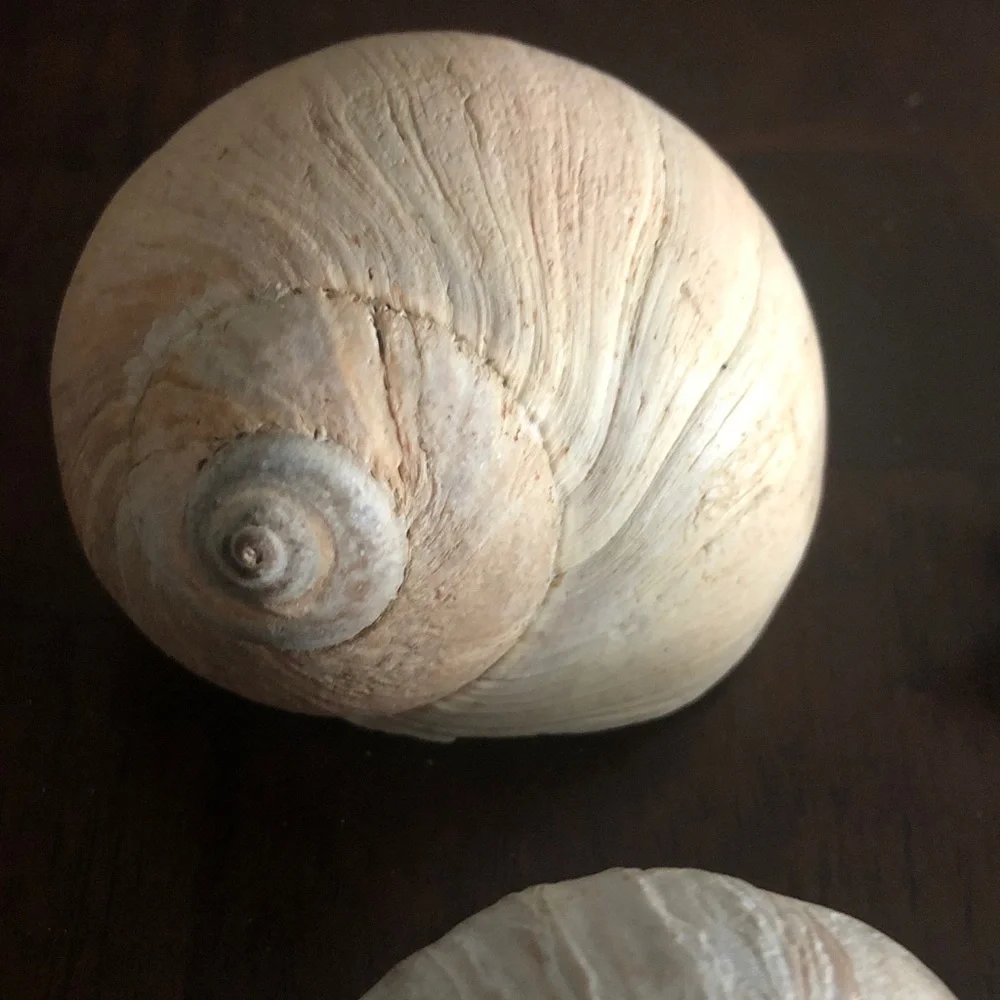 ποΈββοΈ Assorted Seashell Collection - Picture 9 of 15
